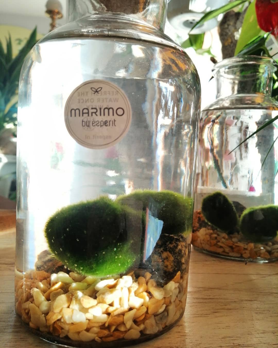 Marimo.. - Farfyflowers